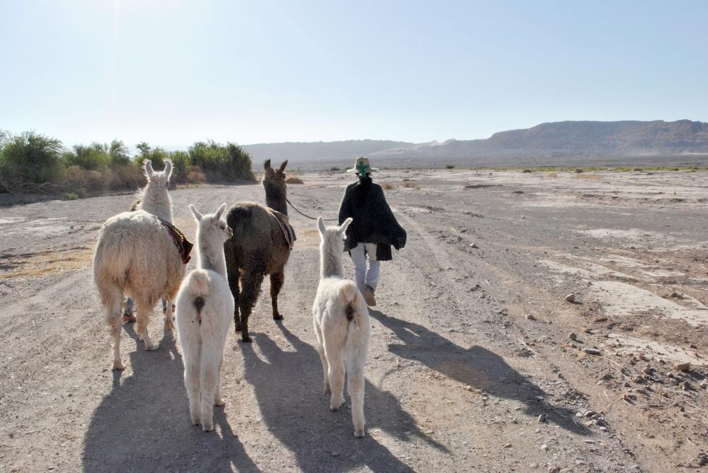 Noi Casa Atacama Ξενοδοχείο Σαν Πέδρο ντε Ατακάμα Εξωτερικό φωτογραφία